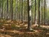 Aktuální právní úprava kácení døevin rostoucích mimo les